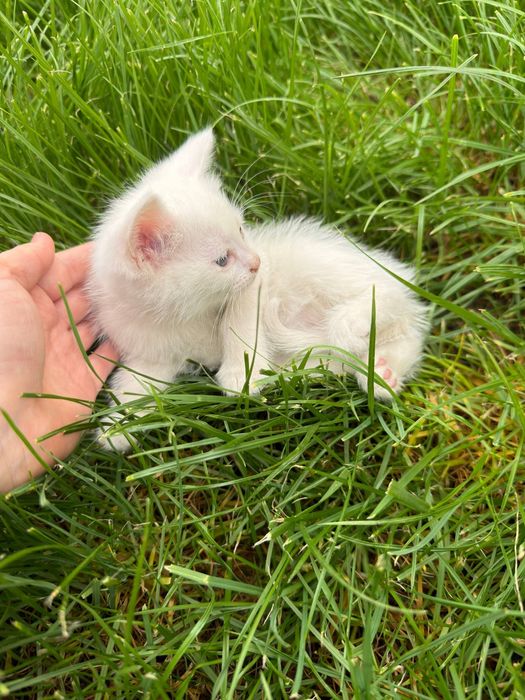 Отдам в добрые руки