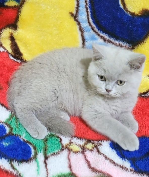 British shorthair fawn