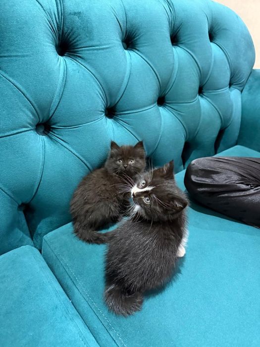Котята в хорошие руки