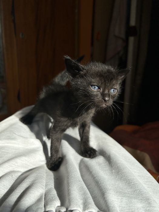 Котенок бесплатно