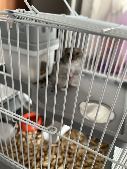 Продам джунгарского хомяка