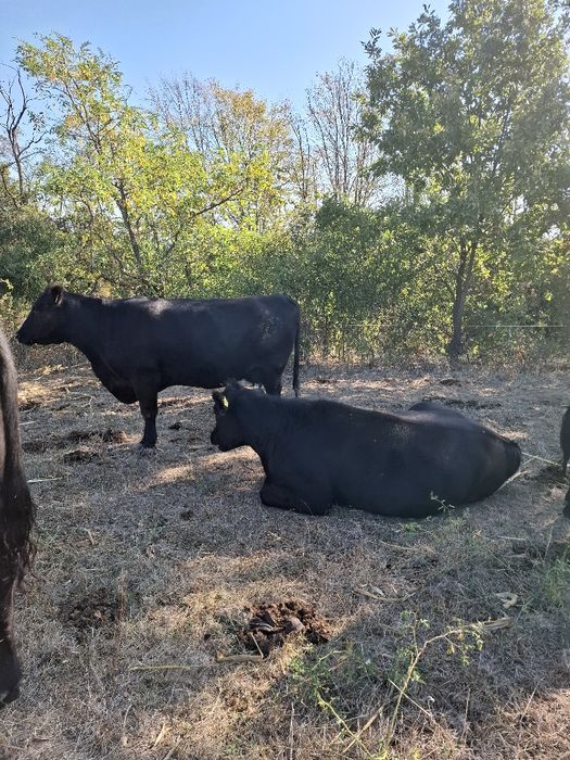 Angus Juninci Angus