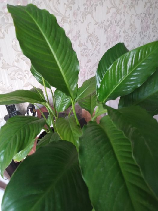 Продам Спатифиллум.