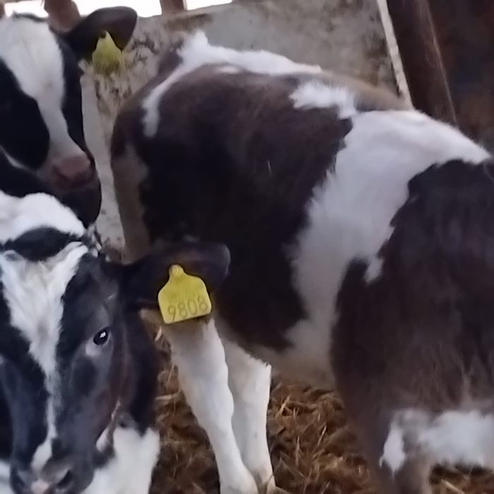 Vând 3 belgieni preț 45 de milioane bucata.