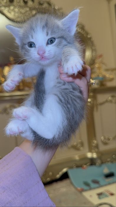 Британский мысықтар сатылымда