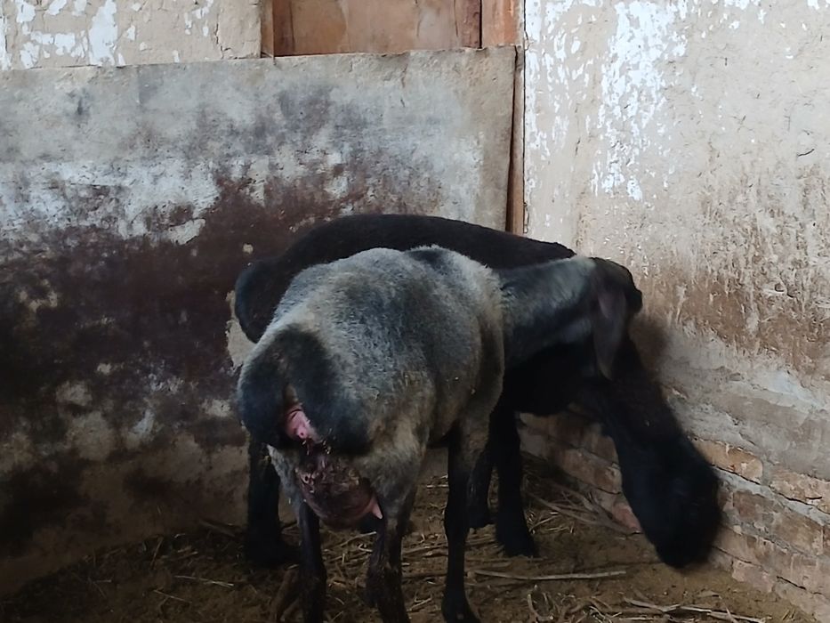 Sovliq qo'y bolasi bilan