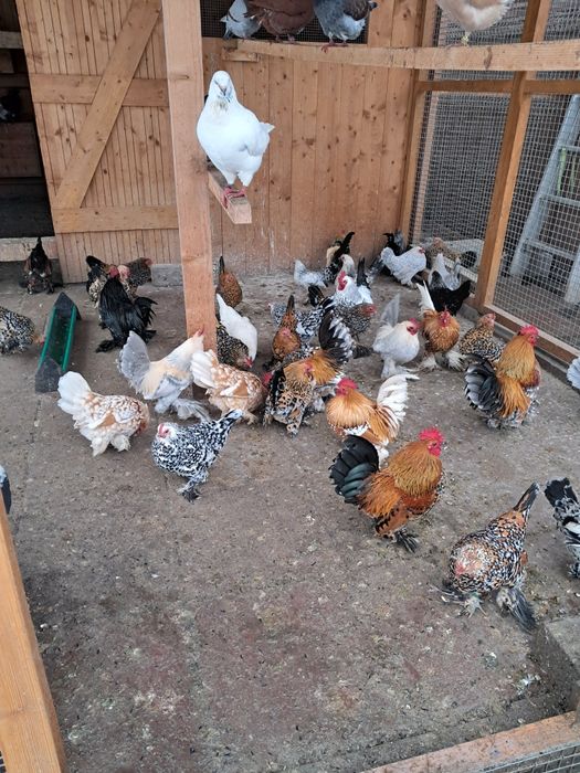 Vând Găinuțe de Rasă Mii de Flori