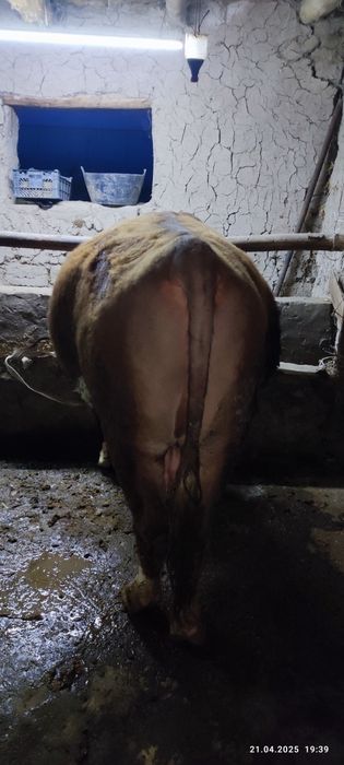 Buqa sotiladi paroda grenfod