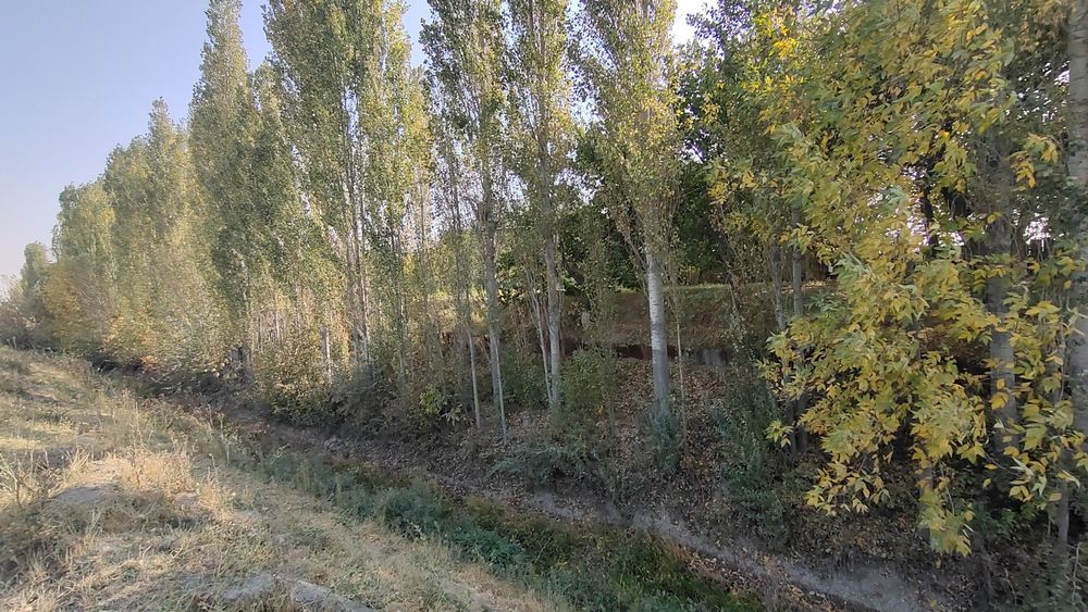 Jaydari terak sotiladi