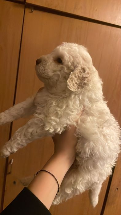 Кученца лагото романъоло