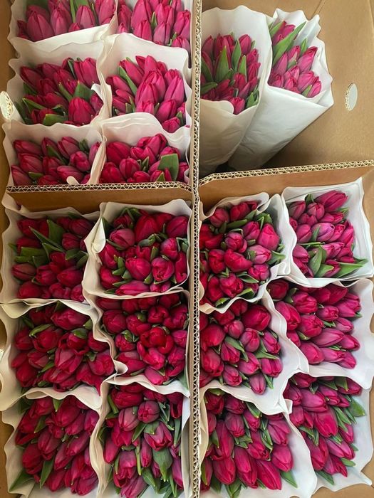 Тюльпаны оптом к 8 марта | Свежая срезка
