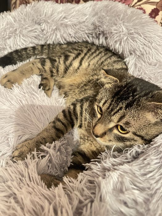 Отдам в дар кота.