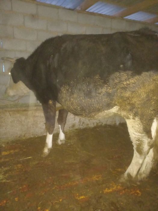 Сыйыр сатылады ала буаз