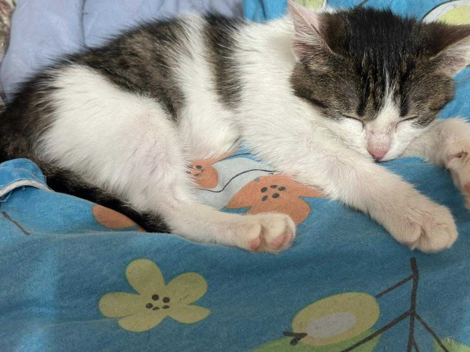 Ищем любящих хозяев с дальнейшим прослеживанием