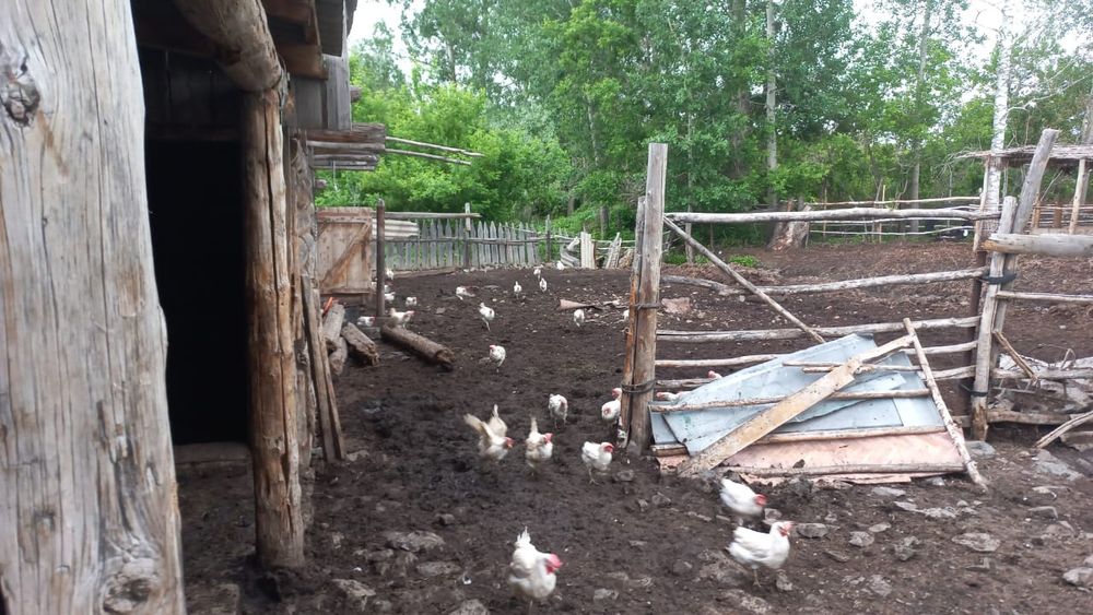 Продам кур несушек