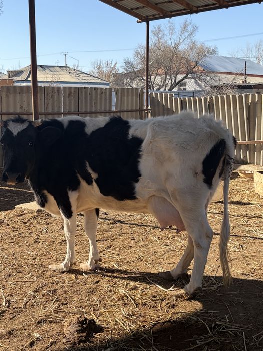 Сүтті порода сиыр