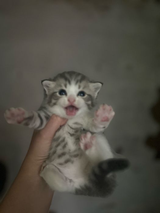 Продам вислоухие котят