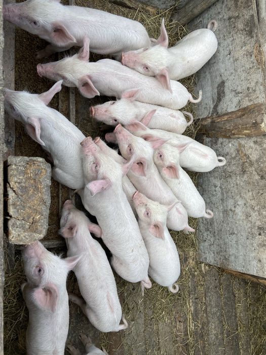 Продам поросят 1 месяц 5 дней