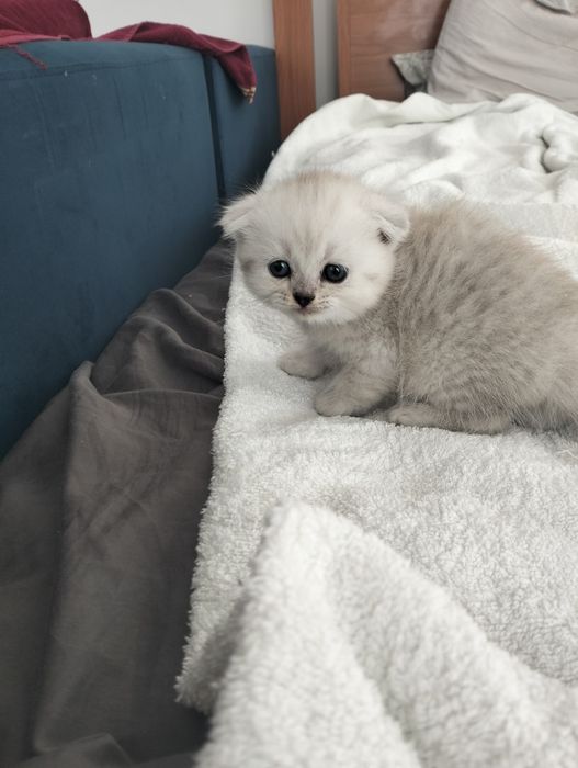 Котята шиншилла серебро