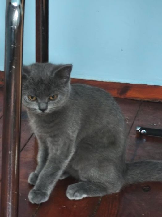 Британски котенца
