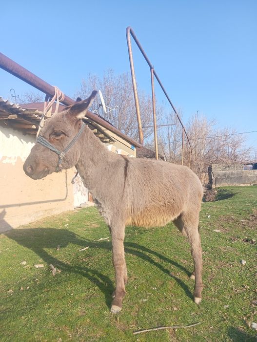 Еркек ешек жасы 2 де