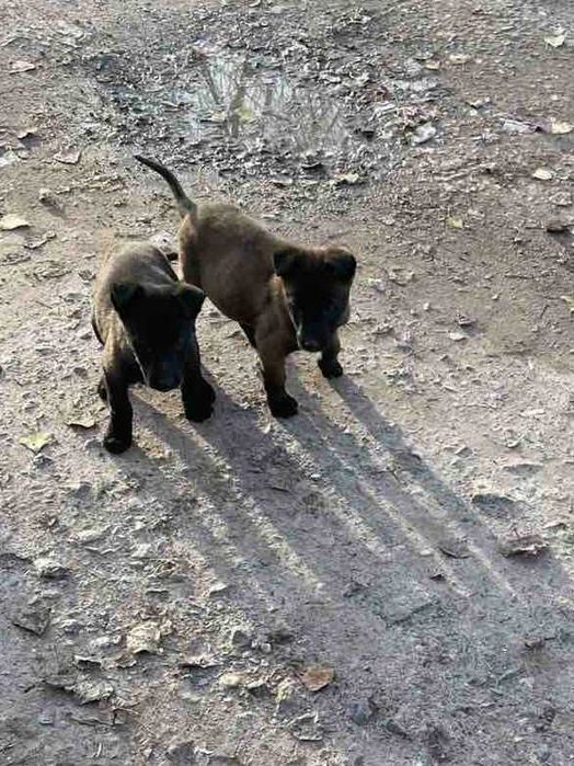 МАЛИНОА - белгийска овчарка