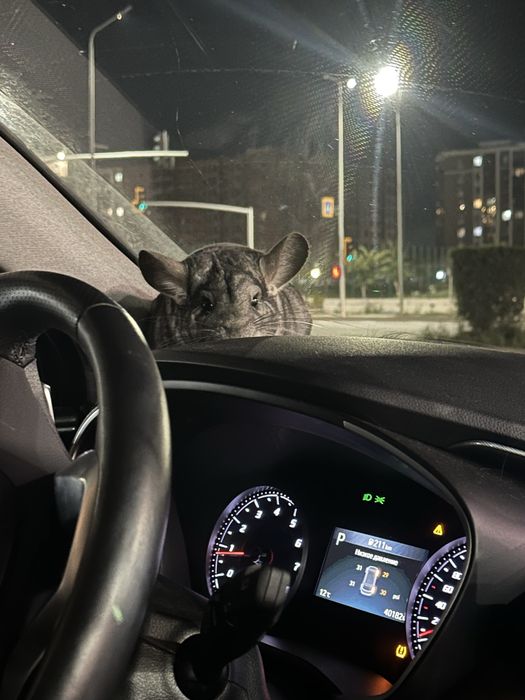 Шиншилла домашняя