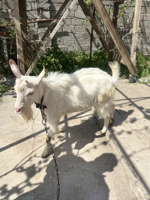 Echki sotiladi | chirchiq oqqovoq