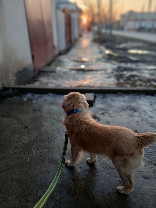 Ищем подругу для нашего рокки