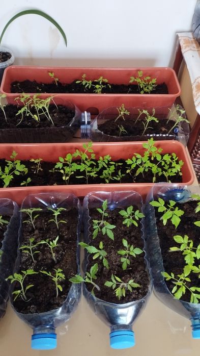 Рассады помидоров голландских