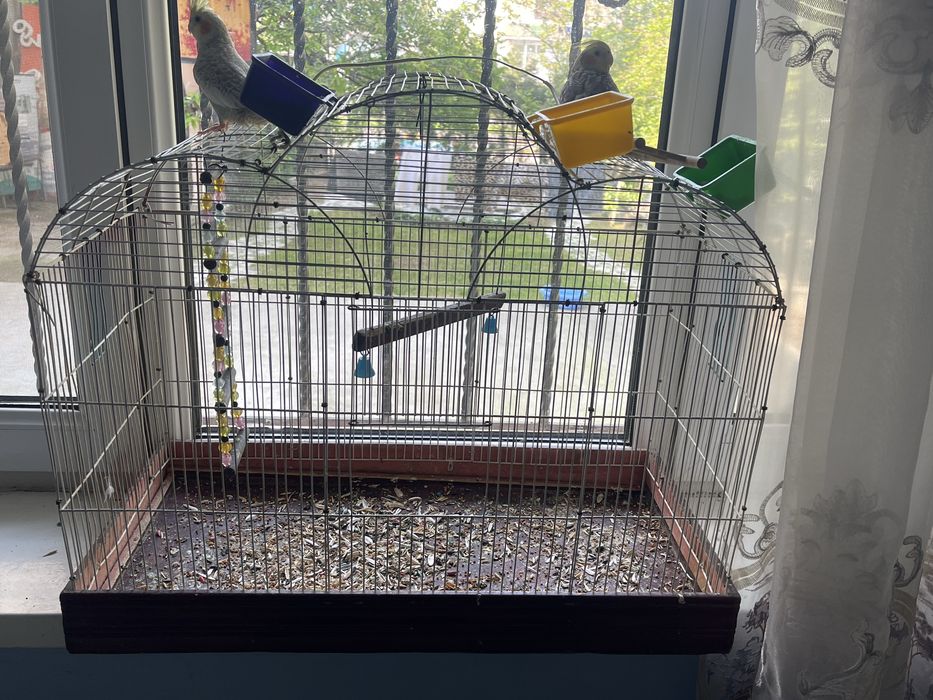 Птица папугай Корелла