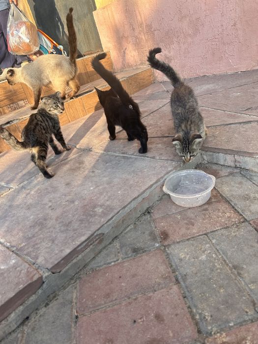Кашка с котятами