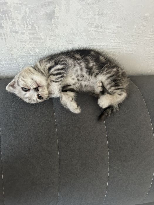 Кошка вислоухая шотландка