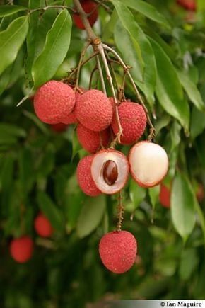 Arbusti Fructiferi ( Litchi )