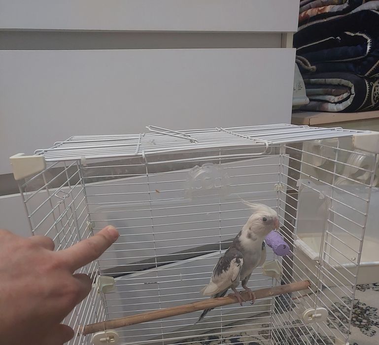 Корела самец продам