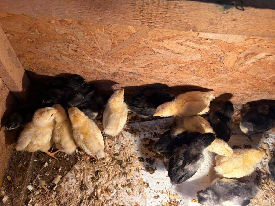 Pui sussex hd si jersey gigant