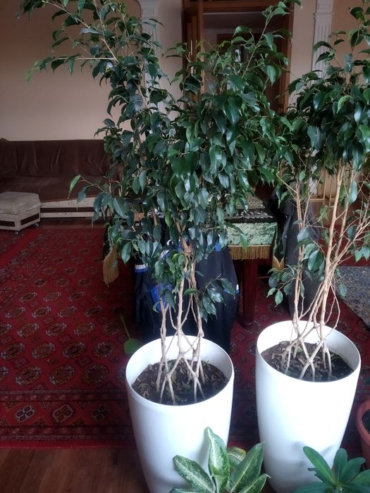 Декаративные ростения