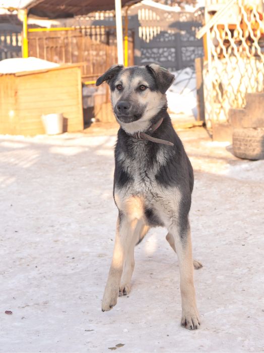 Красавица Катя ищет дом!