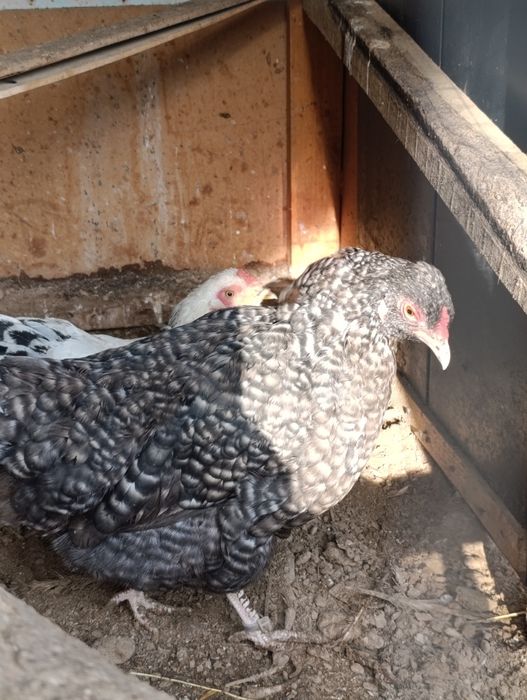 Brama svetli tovuq va hawaki