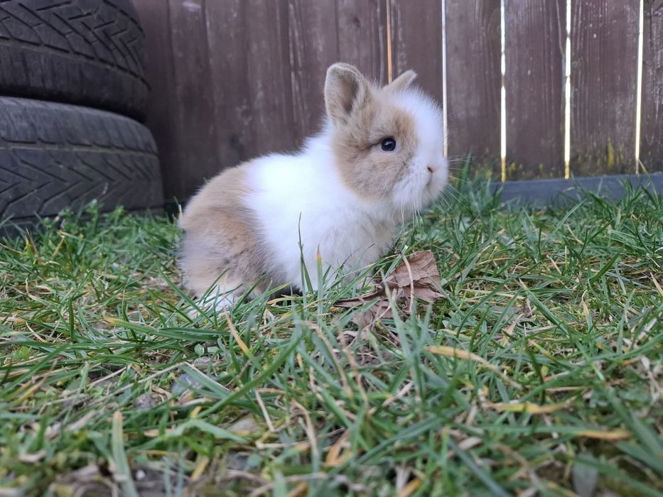 Vând iepuri din rasa cap de leu pitic