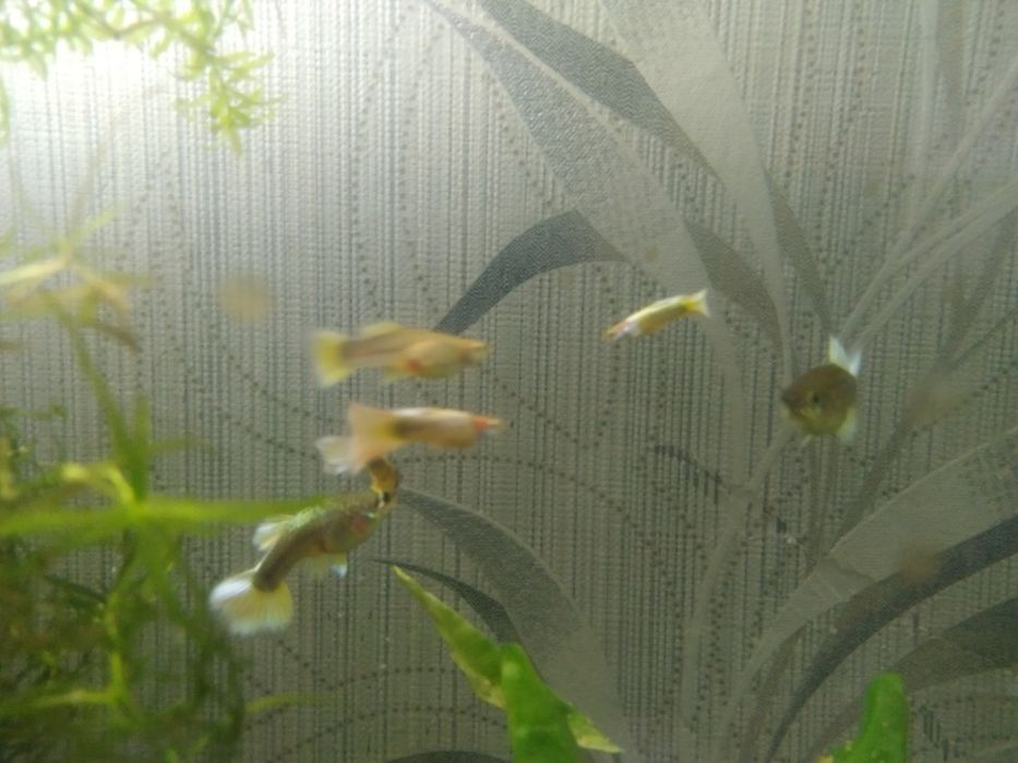 Продам гуппи чистая линия