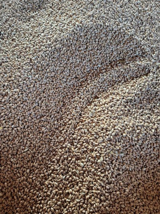 Grau 2025 la umiditate stas