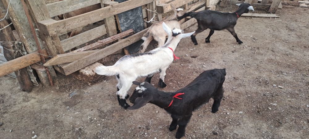 Породный Ешкі сатылады