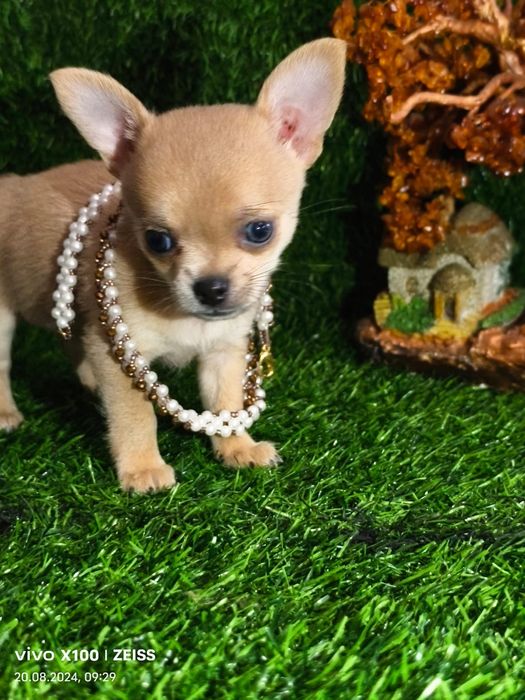 Продам щенков чихуахуа