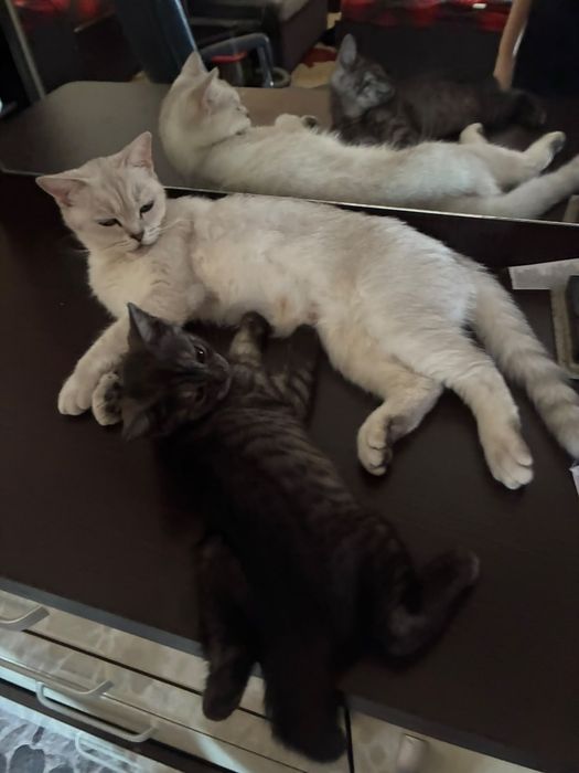 Отдам в добрые руки кошку и котенка