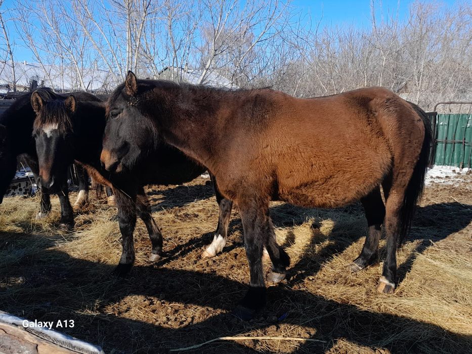 Кобыла с жеребенком