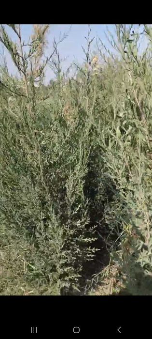 Можжевельник кучатлари сотилади