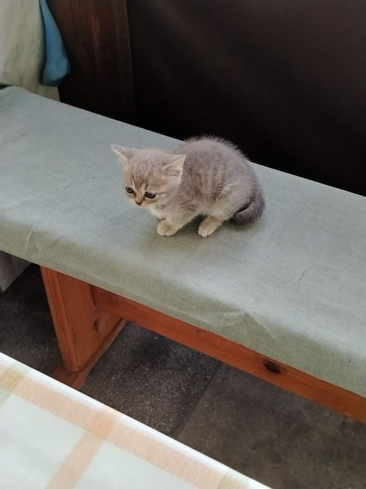 Шотландски клепоухи