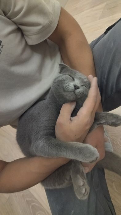 Продаётся кот.  Mushuk sotiladi