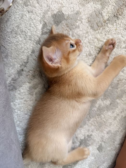 Абиссинские котята